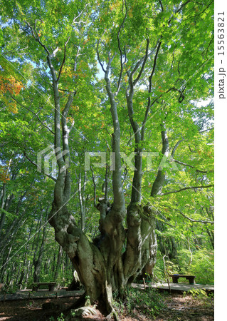 あがりこ大王 15563821