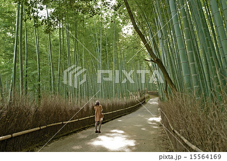 嵯峨野竹林一人旅 15564169