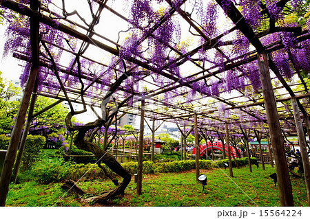 亀戸天神社 藤棚 藤まつり 亀戸天満宮 (東京都 江東区) 亀戸天神社 藤棚 藤まつり 亀戸天満宮 (東京都 江東区) 15564224