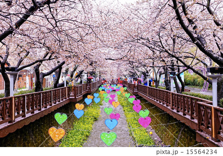 cherry blossoms at day busan city in korea cherry blossoms at day busan city in korea 15564234