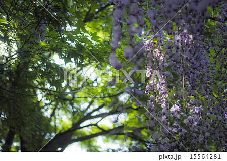 河内藤園 北九州市 河内藤園 北九州市 15564281