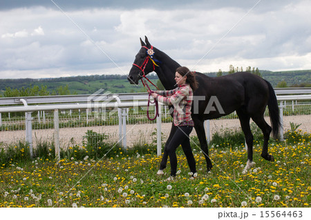 The girl and stallion. 15564463