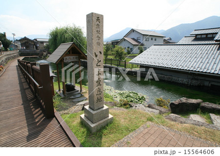 越前大野の本願寺清水（イトヨ） 15564606
