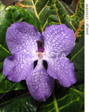 Blooming Orchid Vanda coerulea 15564840