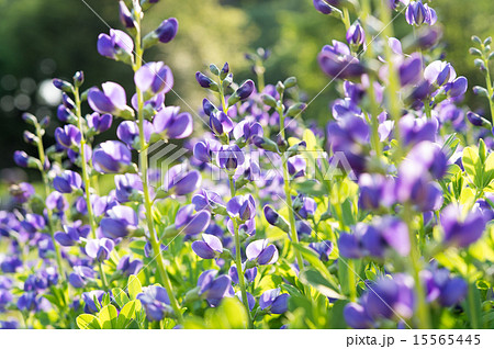 紫色の野花の写真素材 紫色の野花の写真素材