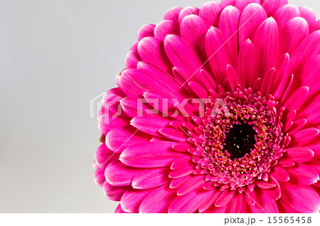 pink gerbera daisy pink gerbera daisy 15565458
