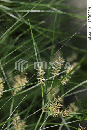 カミガヤツリの花 15565594