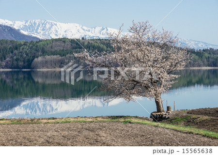 青木湖畔の一本桜 15565638