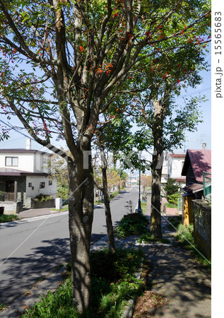 住宅街の道 住宅街の道 15565683