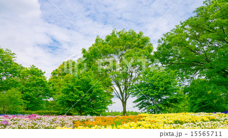 春の景色 １６ ９ の写真素材