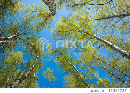 tops of birch trees with young leaves 15565727