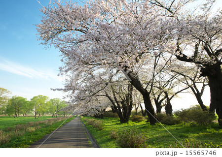 岩手　北上市　北上展勝地 15565746