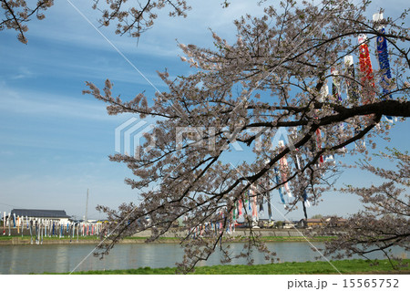 岩手 北上市 北上展勝地 岩手 北上市 北上展勝地 15565752