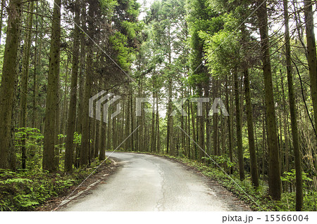 林道 杉林 林道 杉林 15566004