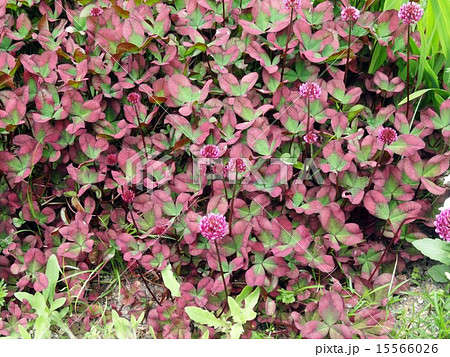 赤葉クローバーの写真素材 [15566026] - PIXTA