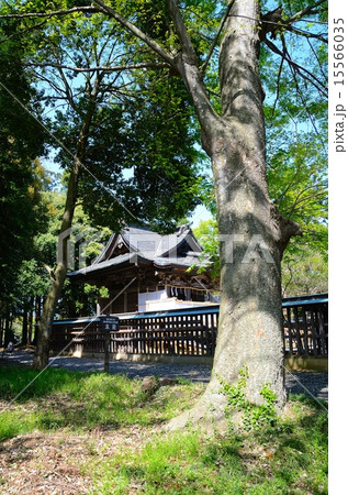 春の梁川八幡宮　本殿 15566035