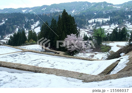 残雪の松之山 15566037