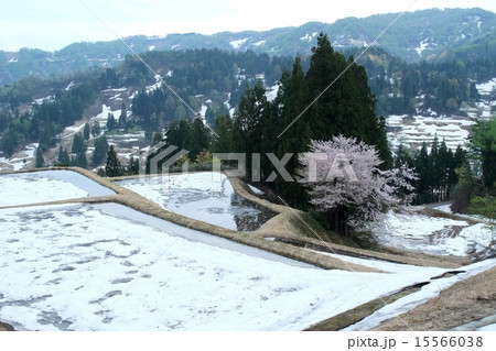 残雪の松之山 残雪の松之山 15566038