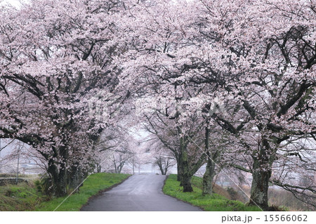 桜のトンネル 15566062