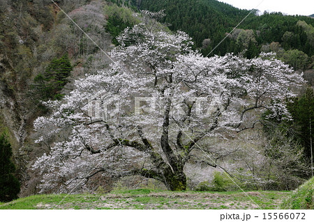 駒つなぎの桜 15566072