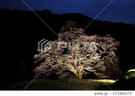 駒つなぎの桜 15566073