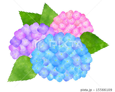 水彩画風 綺麗系鮮やかな紫陽花 あじさい イラスト素材のイラスト素材 15566109 Pixta