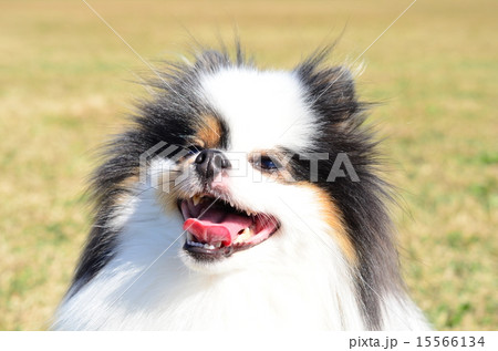 えへへ♪ 15566134