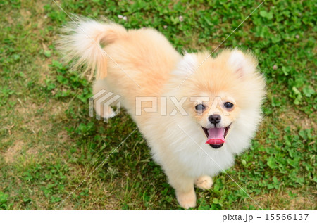 早く遊んでよ♪ 15566137