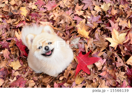 落ち葉の絨毯だね♪ 15566139