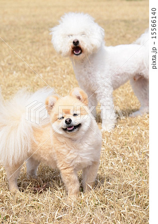 そろそろ行くよ～♪ 15566140