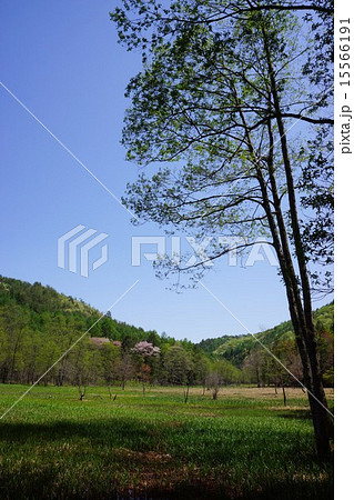 信州　居谷里湿原 15566191