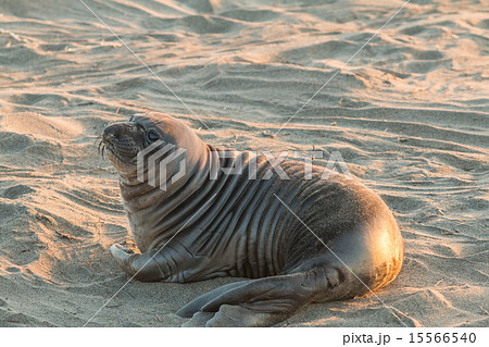 Elephant Seal 15566540