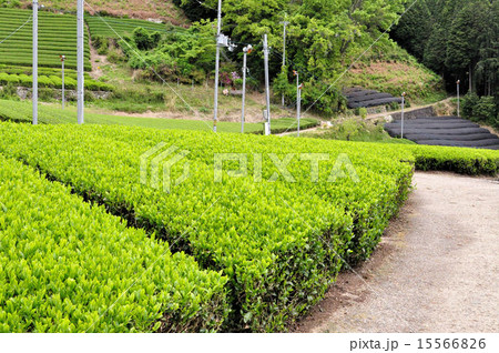 宇治茶の郷 和束の茶畑 宇治茶の郷 和束の茶畑 15566826