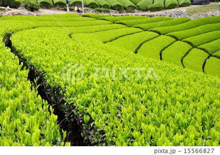 宇治茶の郷 和束の茶畑の写真素材