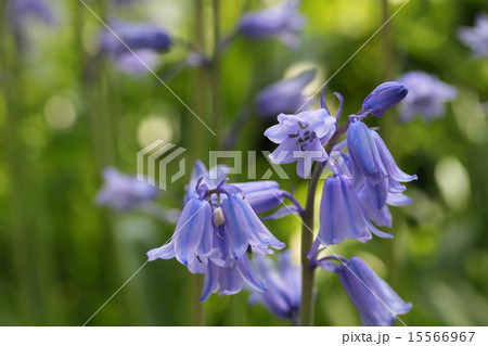 ツリガネズイセンの花 15566967