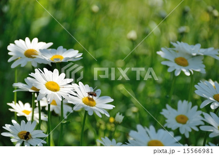 春の野原のマーガレット 春の野原のマーガレット 15566981