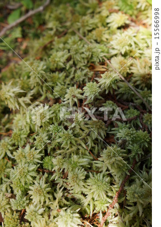 オオミズゴケ（居谷里湿原） 15566998