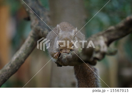 リス 15567015