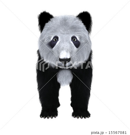 パンダ パンダ 15567081