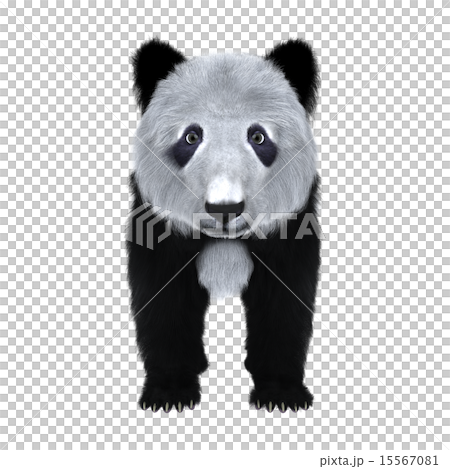 Panda 15567081