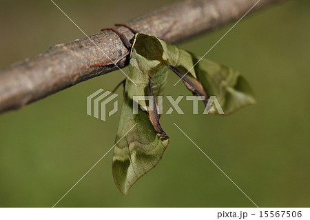 生き物　昆虫　ウンモンスズメ、緑色のコントラストと複雑な模様が美しいスズメガです 15567506