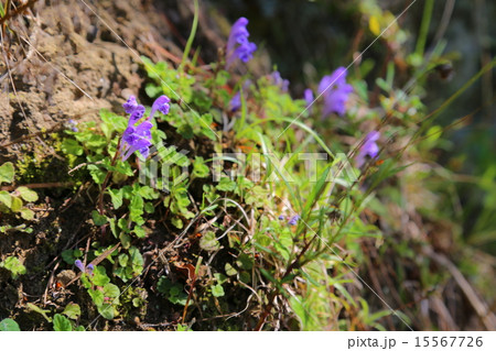 ホトケノザ 15567726