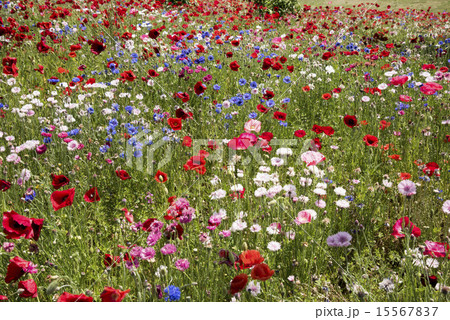 野の花乱舞 野の花乱舞 15567837