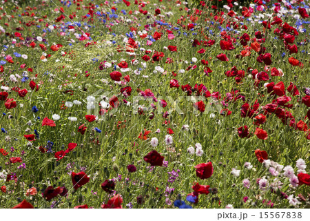 野の花乱舞 15567838