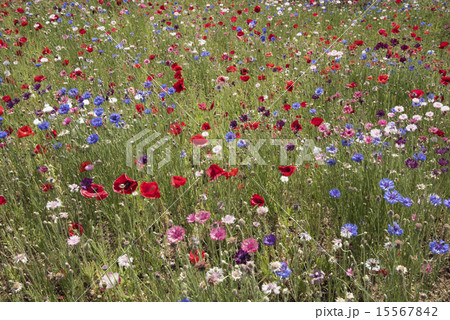 野の花乱舞 15567842