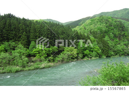三面川　春 15567865