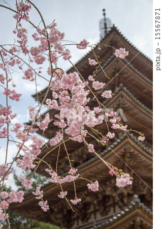 醍醐寺国宝五重塔と紅枝垂れ桜 醍醐寺国宝五重塔と紅枝垂れ桜 15567871