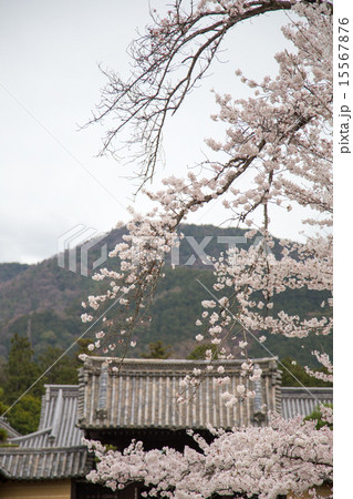 随心院、表玄関からの眺め 15567876