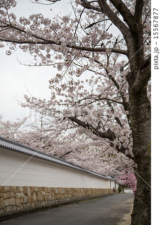 勧修寺の白壁と桜並木 勧修寺の白壁と桜並木 15567877