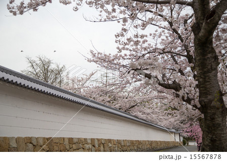 勧修寺の白壁と桜並木 勧修寺の白壁と桜並木 15567878